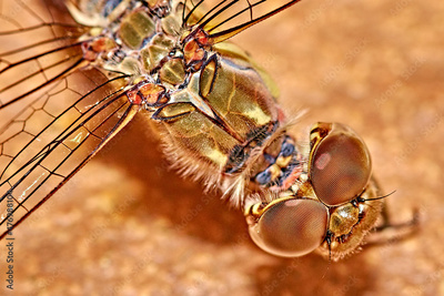 image to crop