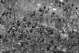 preview bw