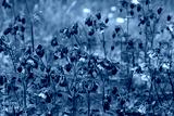 preview cold