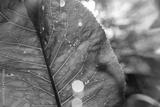 preview bw