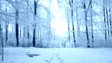preview cold