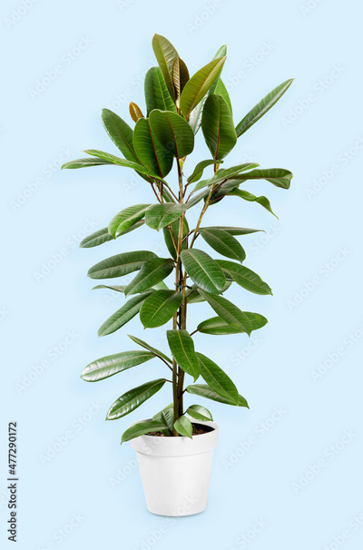 image to crop