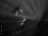 preview bw