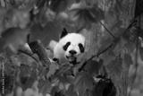 preview bw