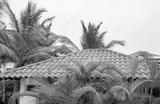 preview bw