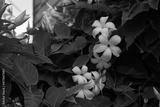preview bw