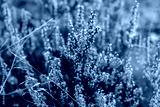 preview cold