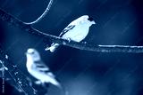 preview cold