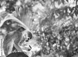 preview bw