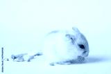 preview cold