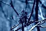 preview cold