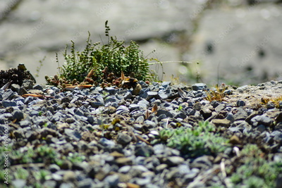 image to crop