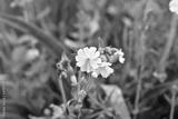 preview bw