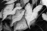preview bw