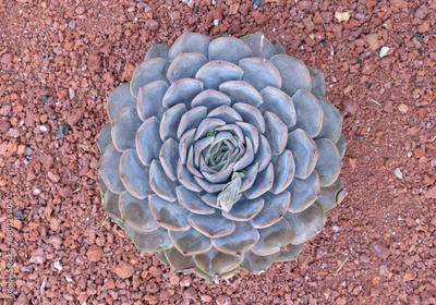 image to crop