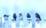 preview cold