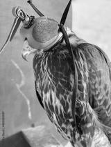 preview bw