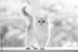 preview bw