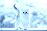 preview cold
