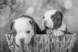 preview bw