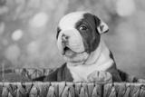 preview bw