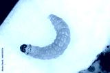 preview cold
