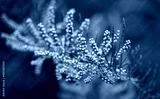 preview cold