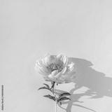 preview bw