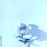 preview cold