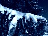 preview cold