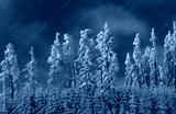 preview cold
