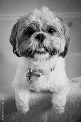 preview bw