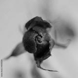 preview bw