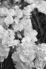preview bw