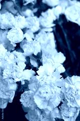 preview cold