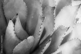 preview bw