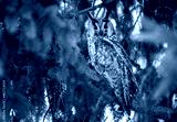 preview cold