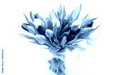 preview cold