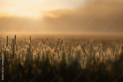 image to crop