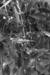preview bw