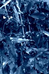 preview cold