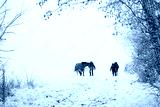 preview cold