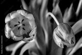 preview bw