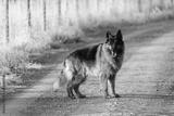 preview bw