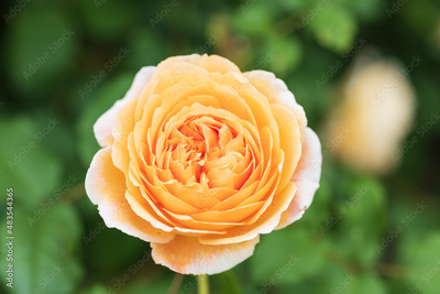 image to crop