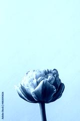 preview cold