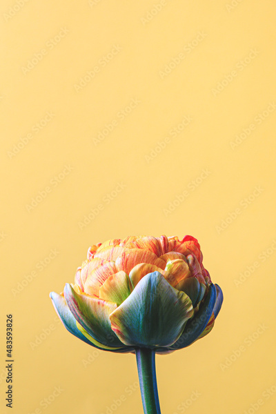 image to crop