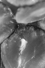 preview bw