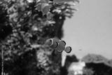 preview bw