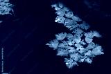 preview cold